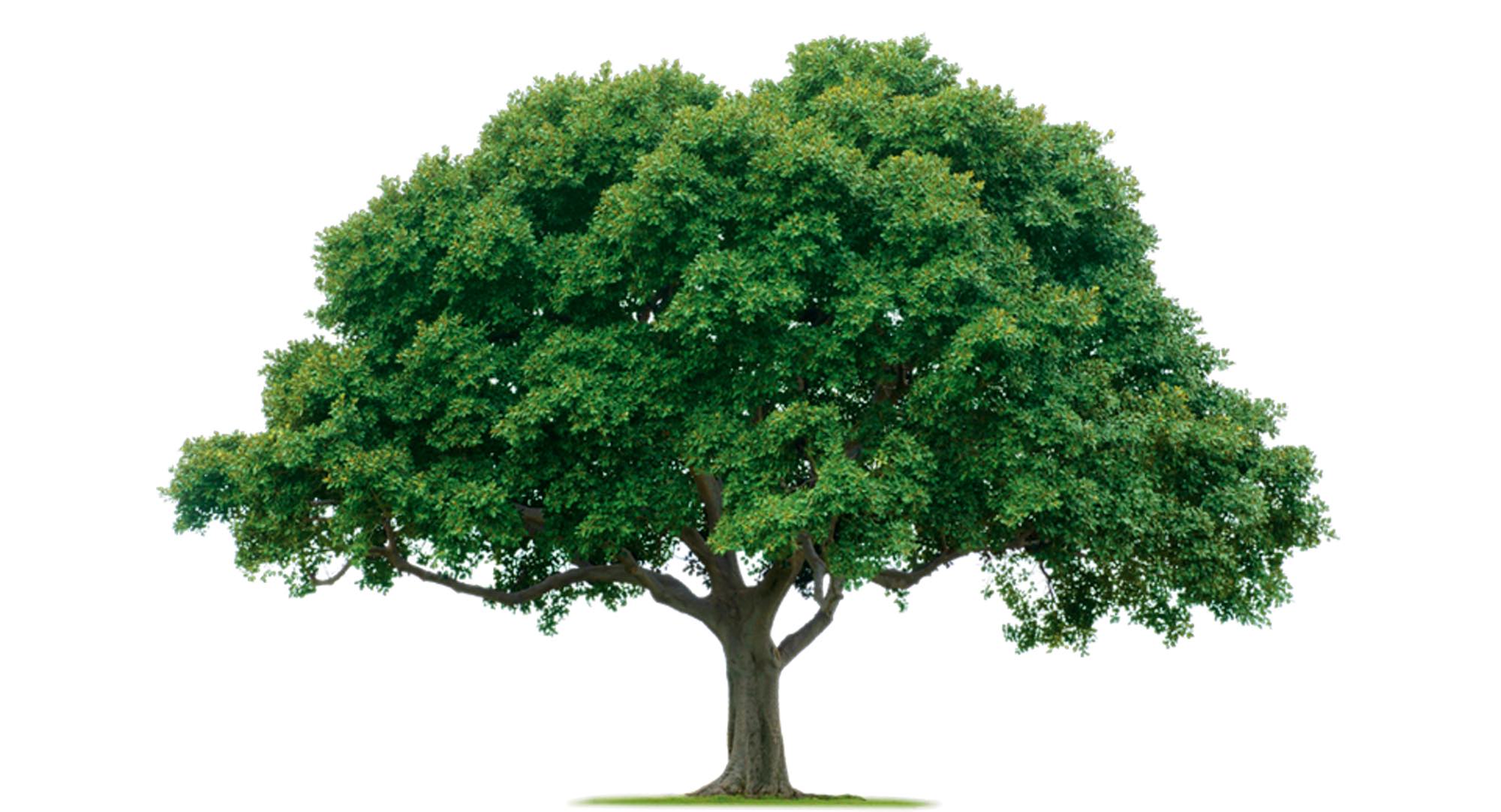 picture of a tree