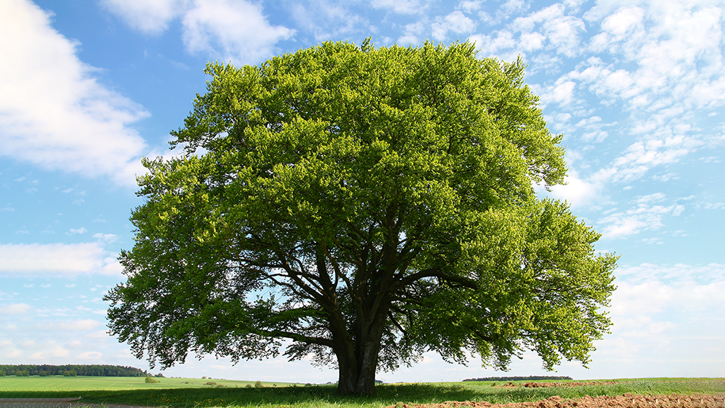 picture of a tree
