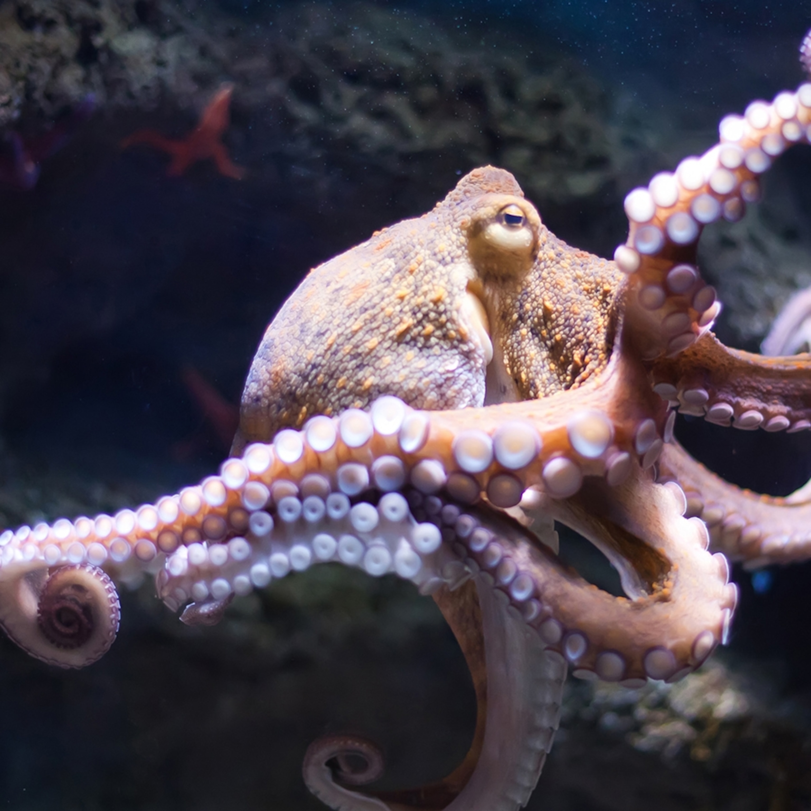 picture of an octopus