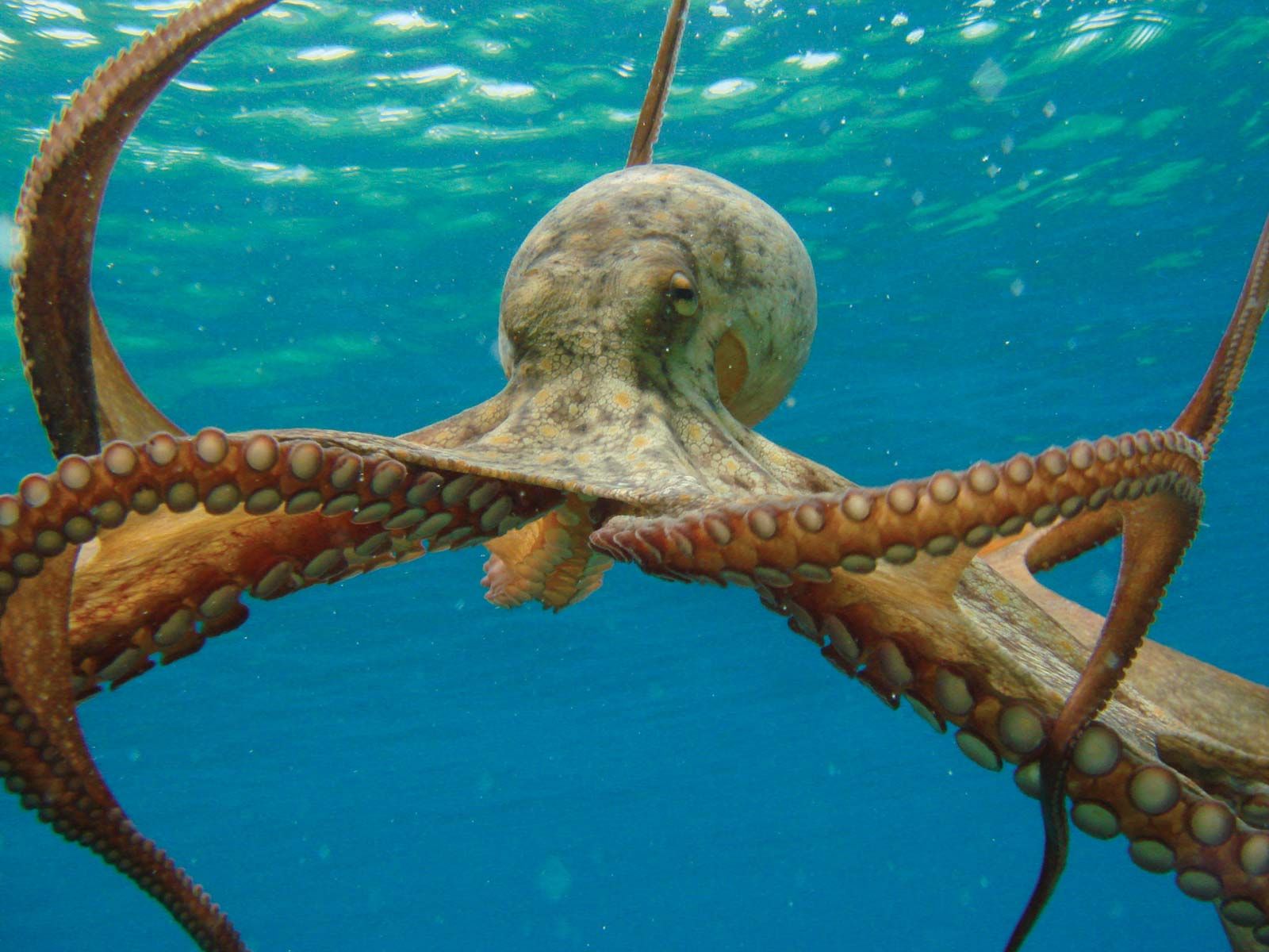 picture of an octopus