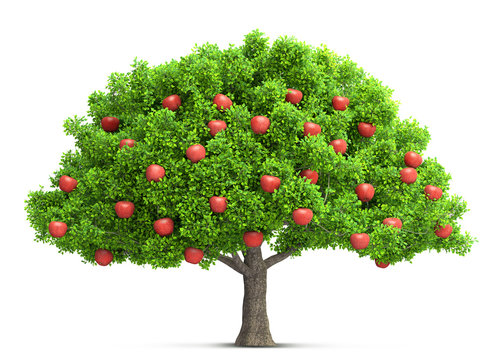picture of apple tree