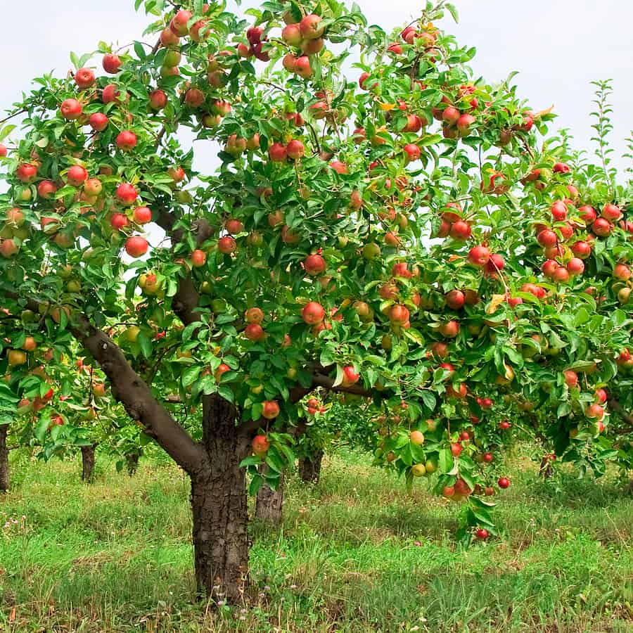 picture of apple tree