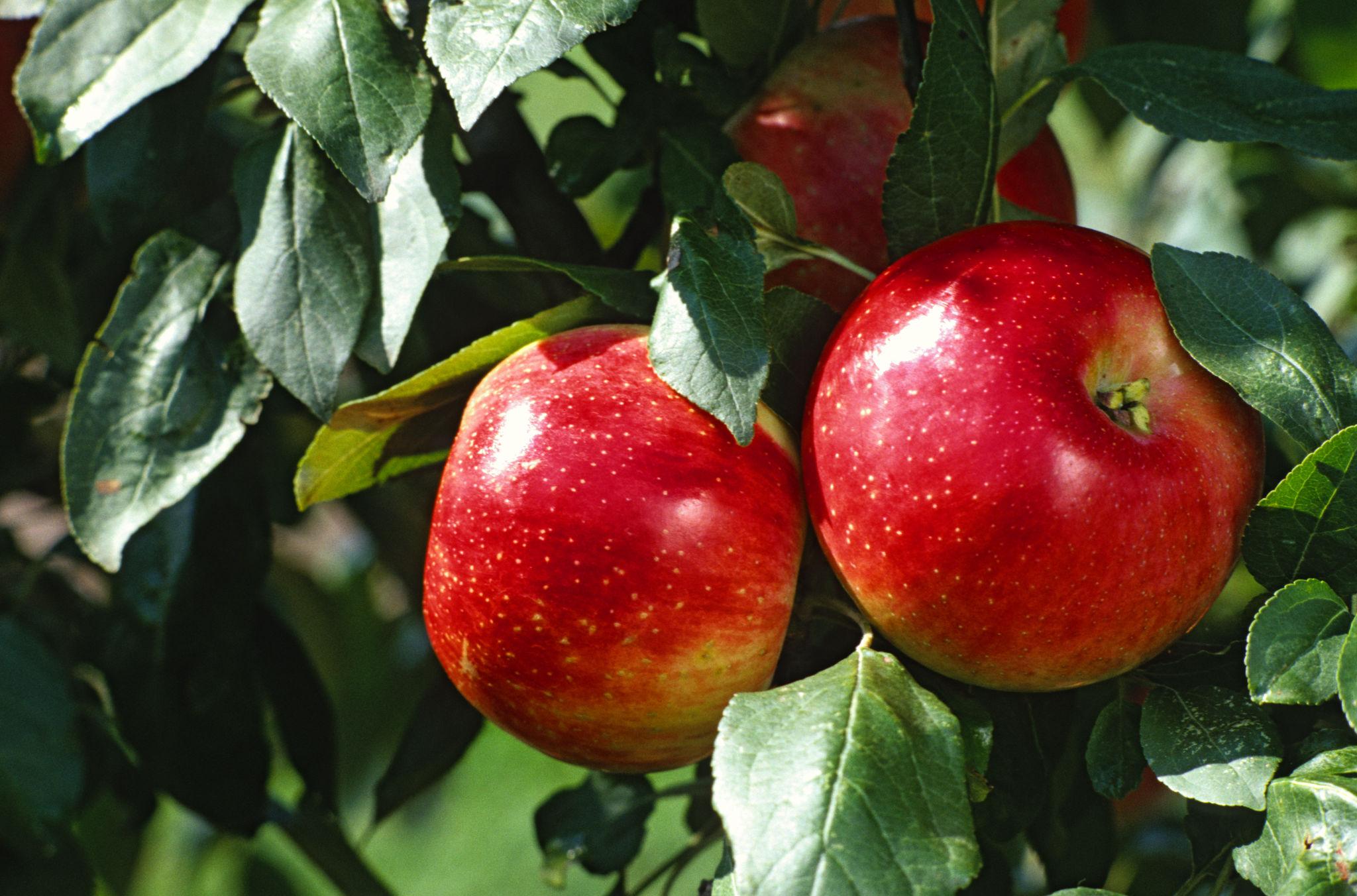 picture of apple trees