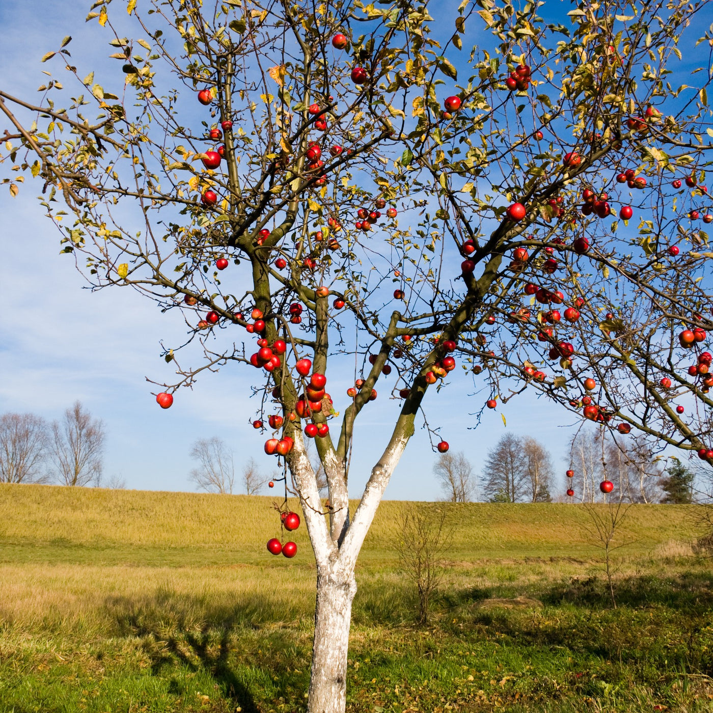 picture of apple trees