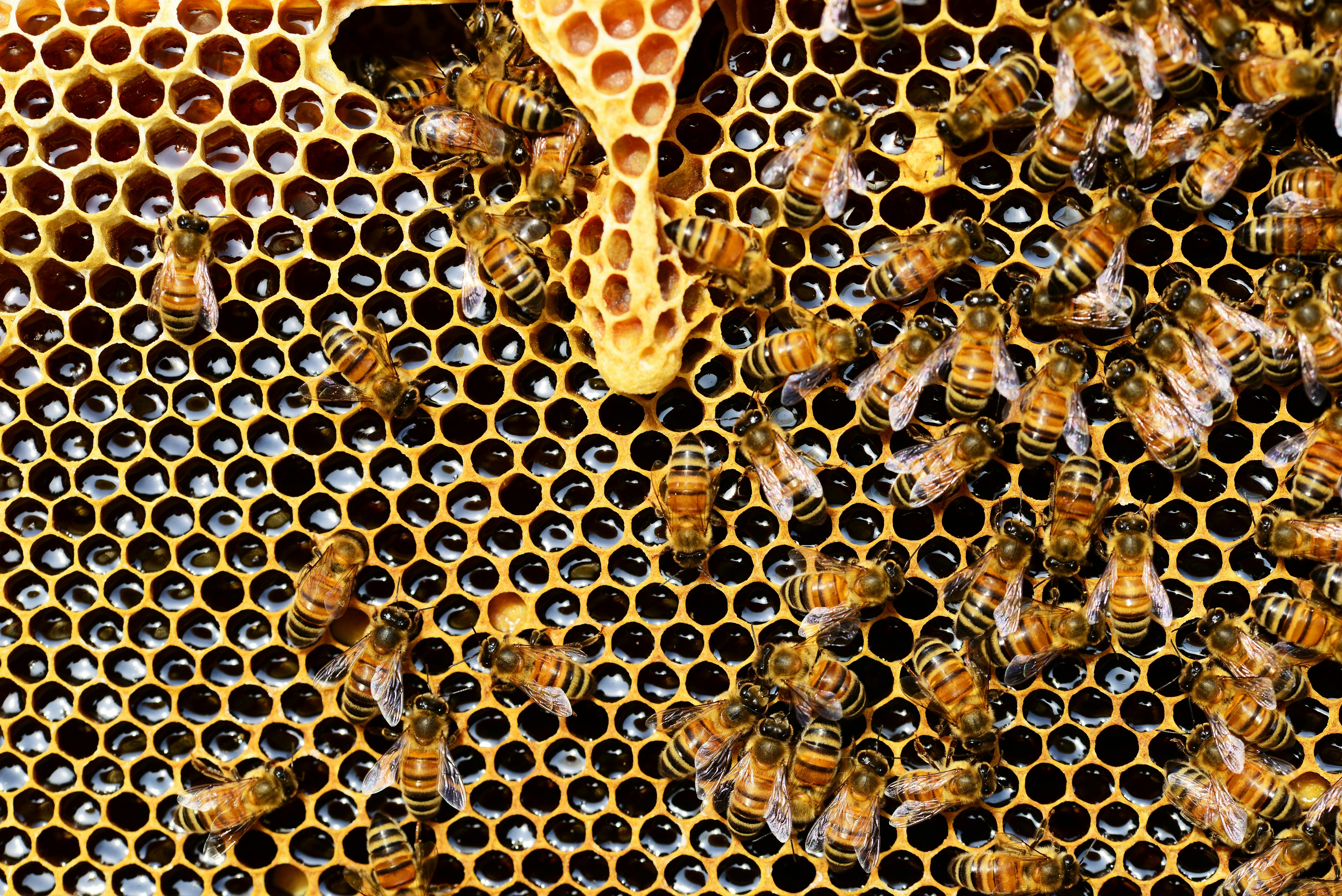 picture of bee hive