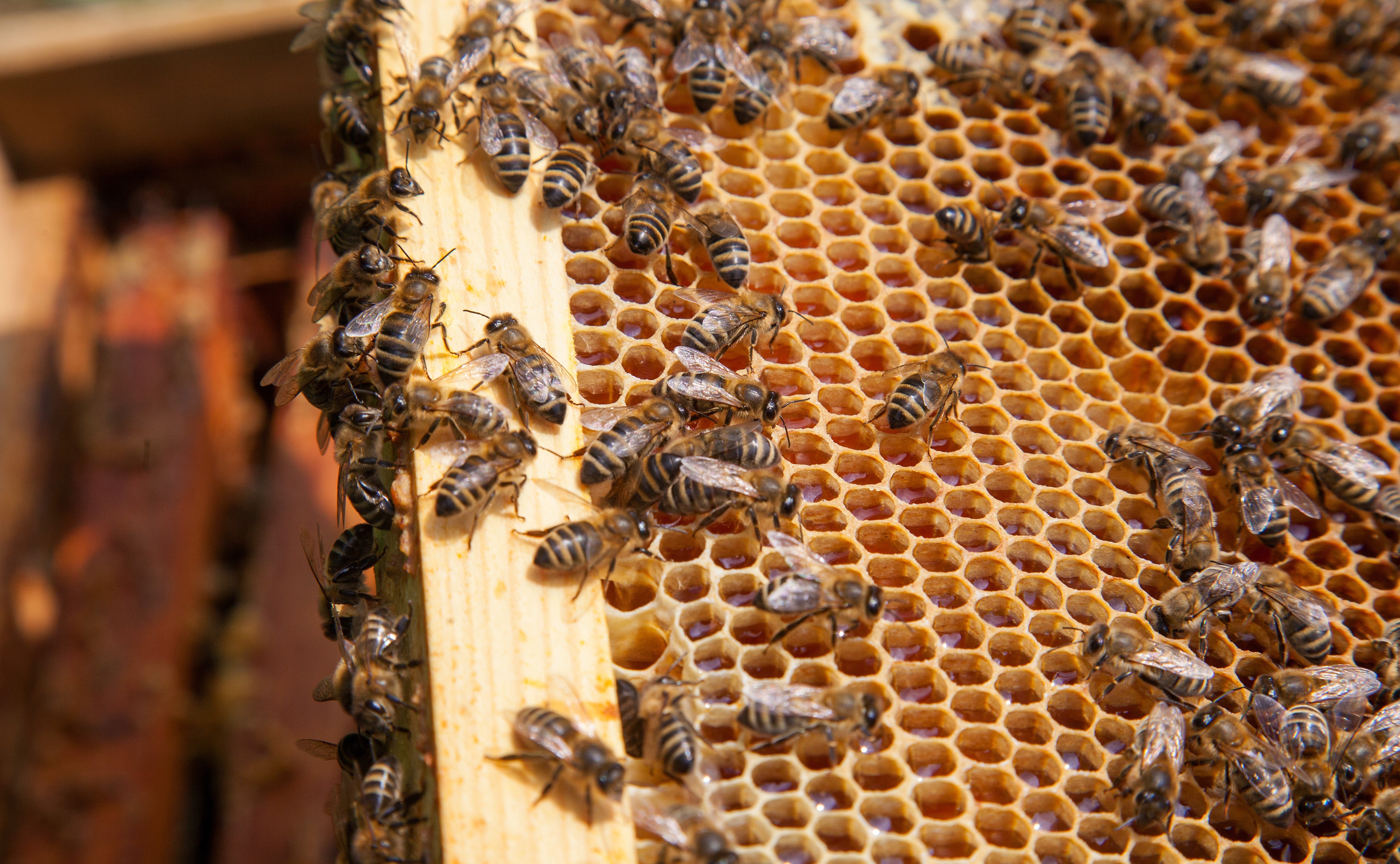 picture of bee hive