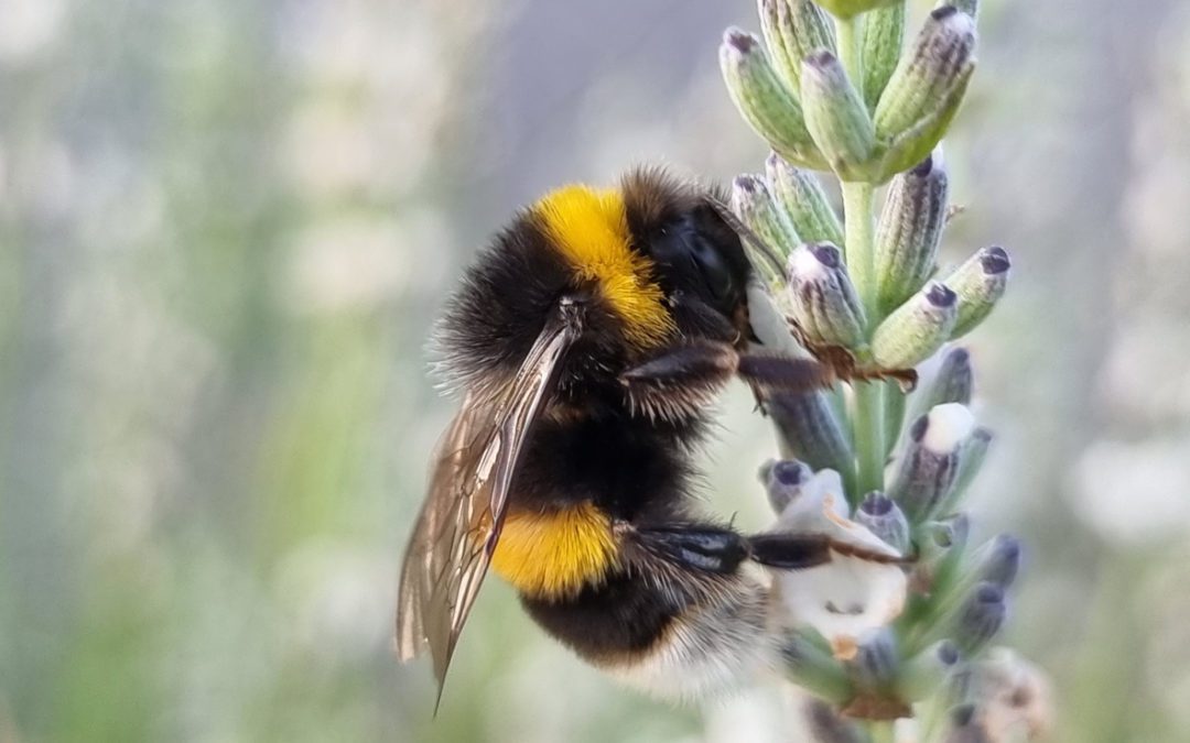 picture of bumble bee