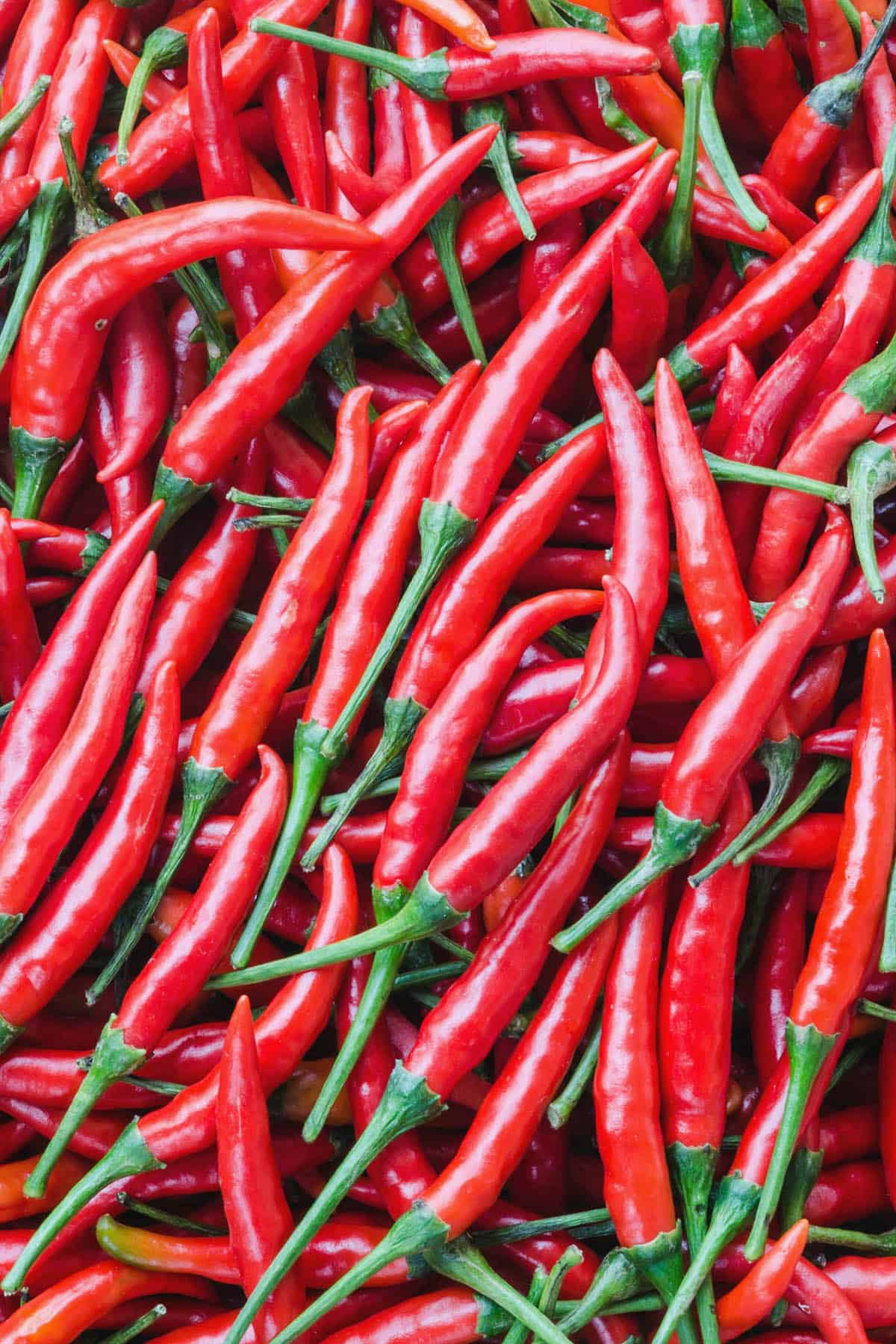 picture of chili pepper