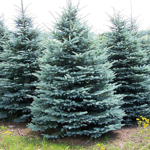 picture of evergreen tree