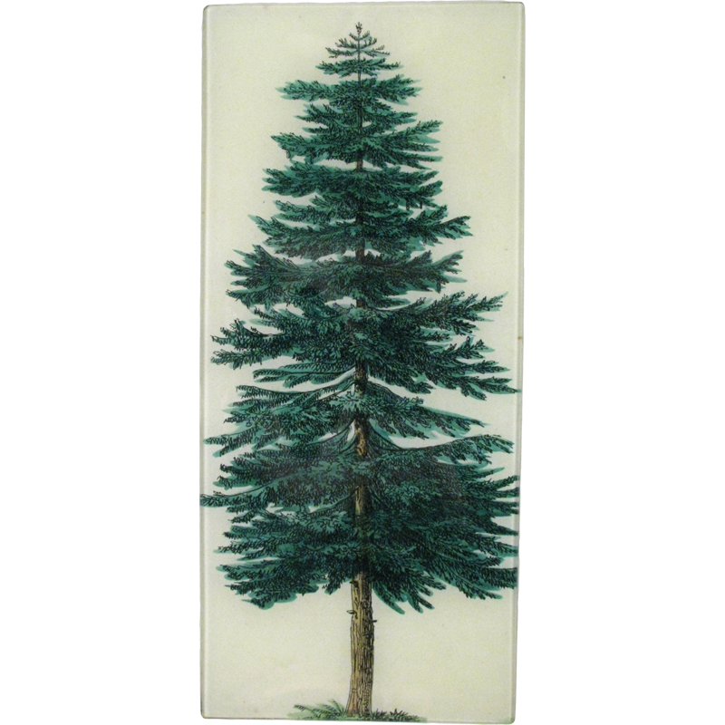 picture of evergreen tree