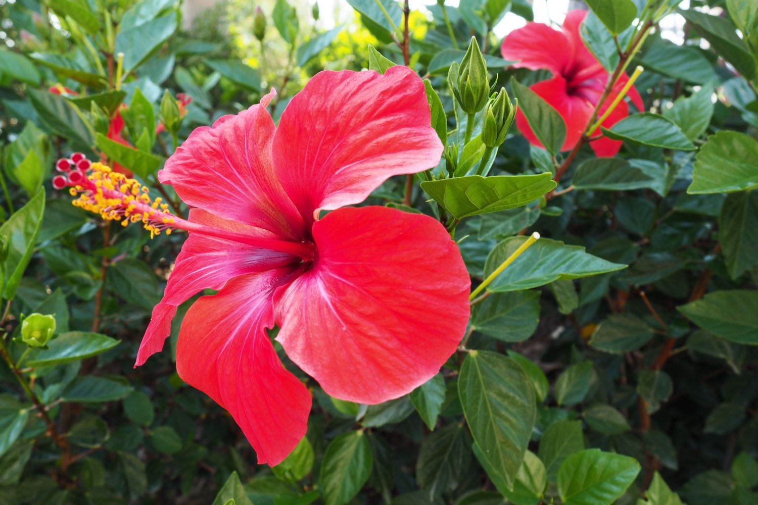 picture of hibiscus plant