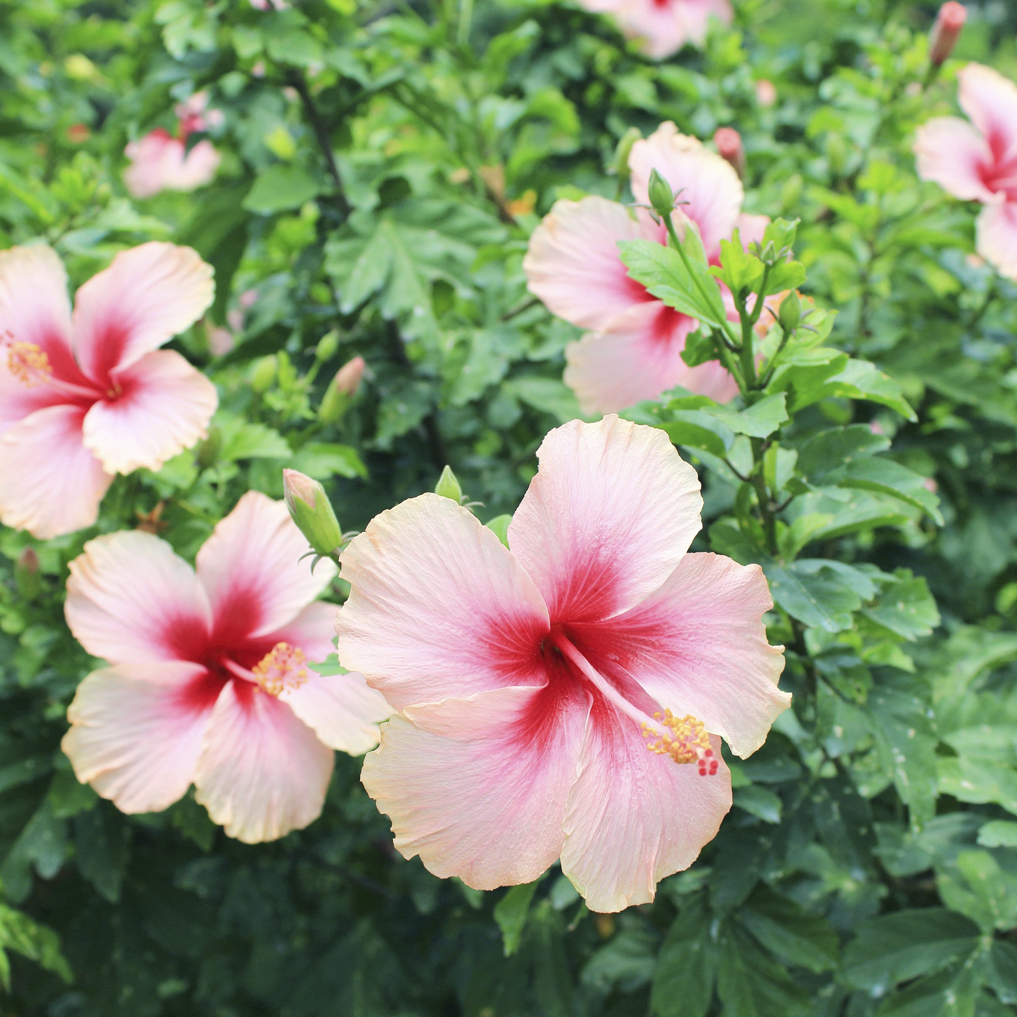picture of hibiscus plant