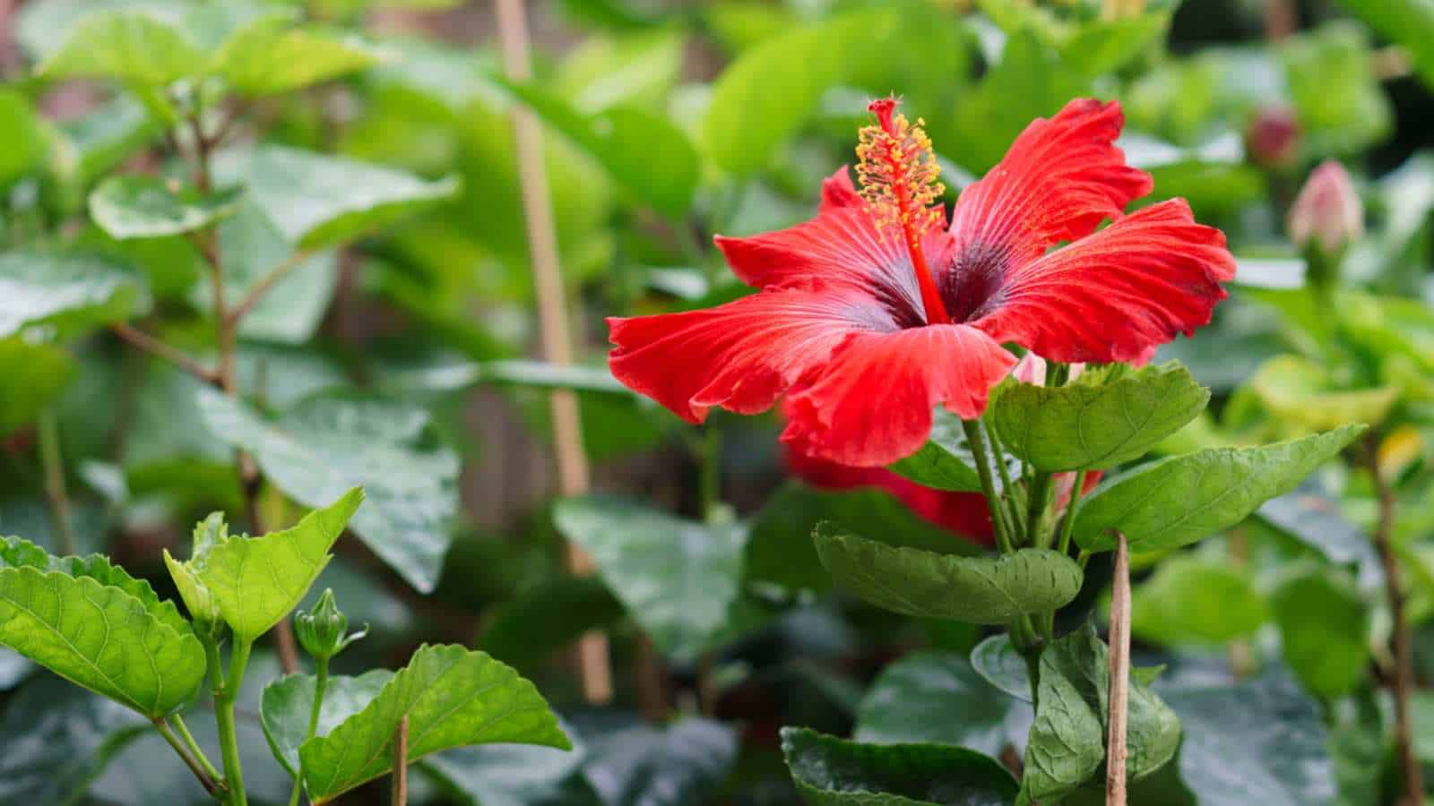 picture of hibiscus plant