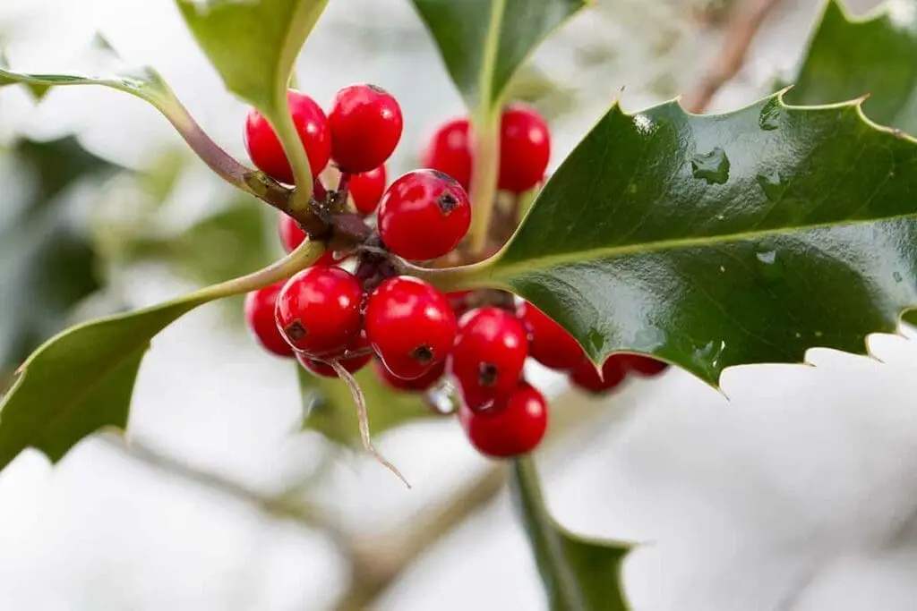 picture of holly berries