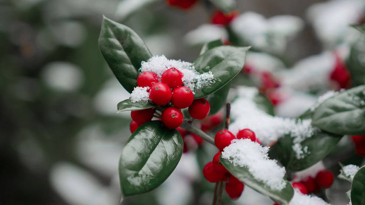 picture of holly berries