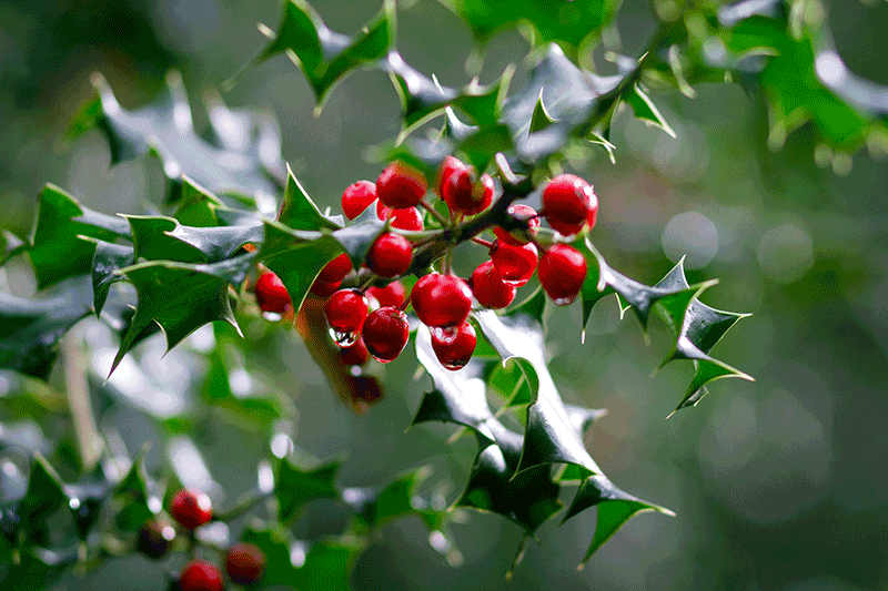 picture of holly berries