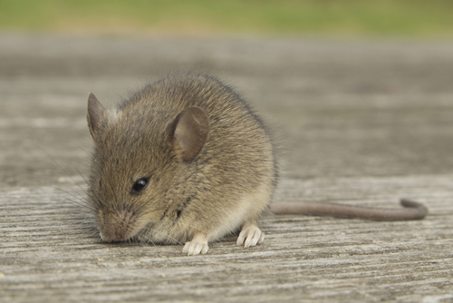 picture of mouse