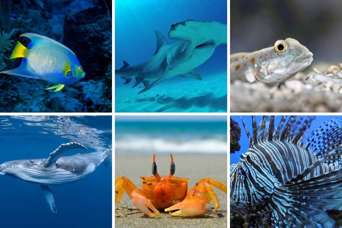 picture of ocean animals