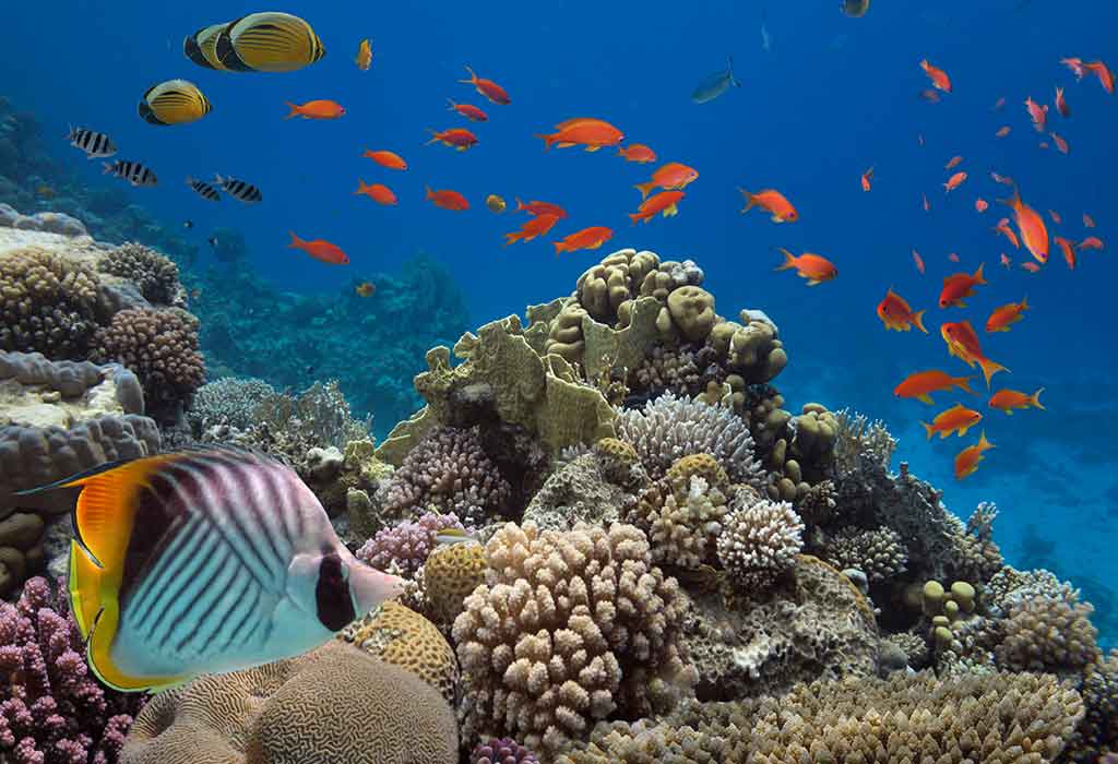 picture of ocean animals