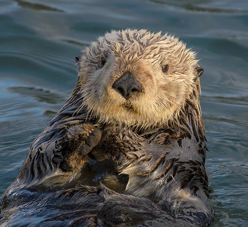 picture of otters