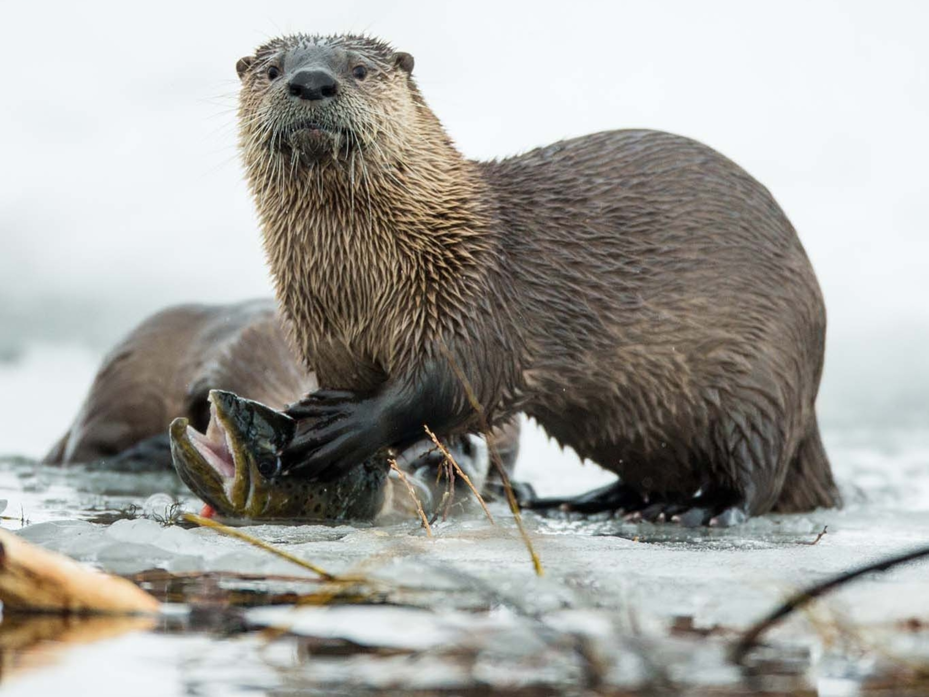 picture of otters