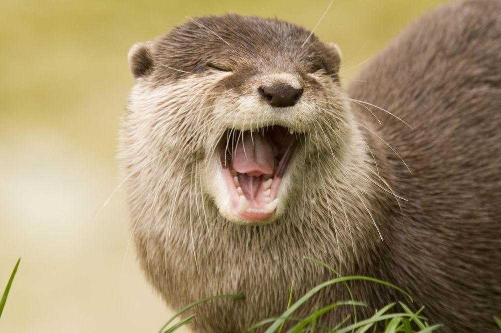 picture of otters