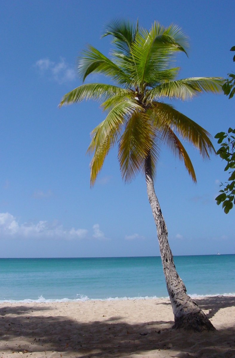 picture of palm trees