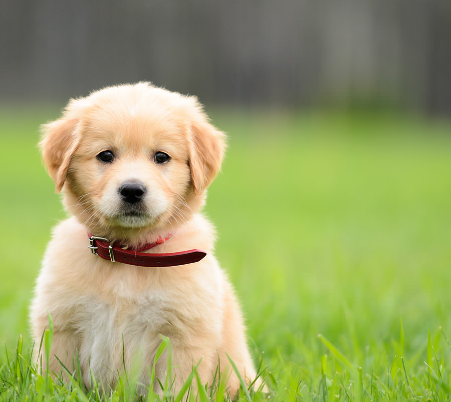 Pup Etiquette - How To Greet A New Pup | Pet Sitting | Dont Fret Pet
