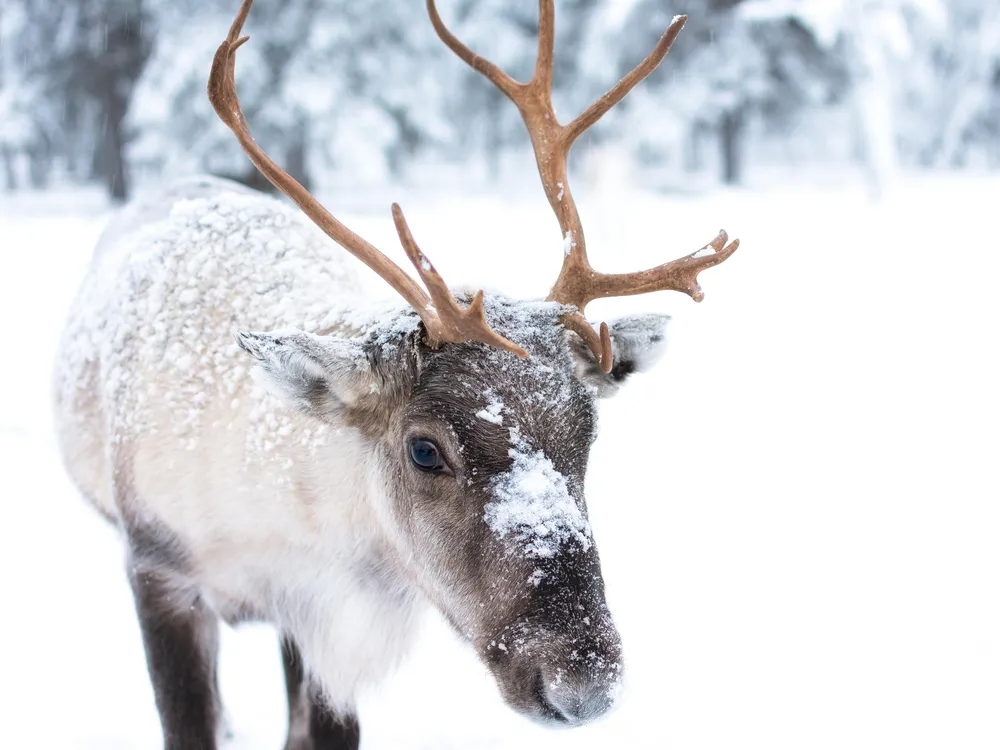 picture of reindeer