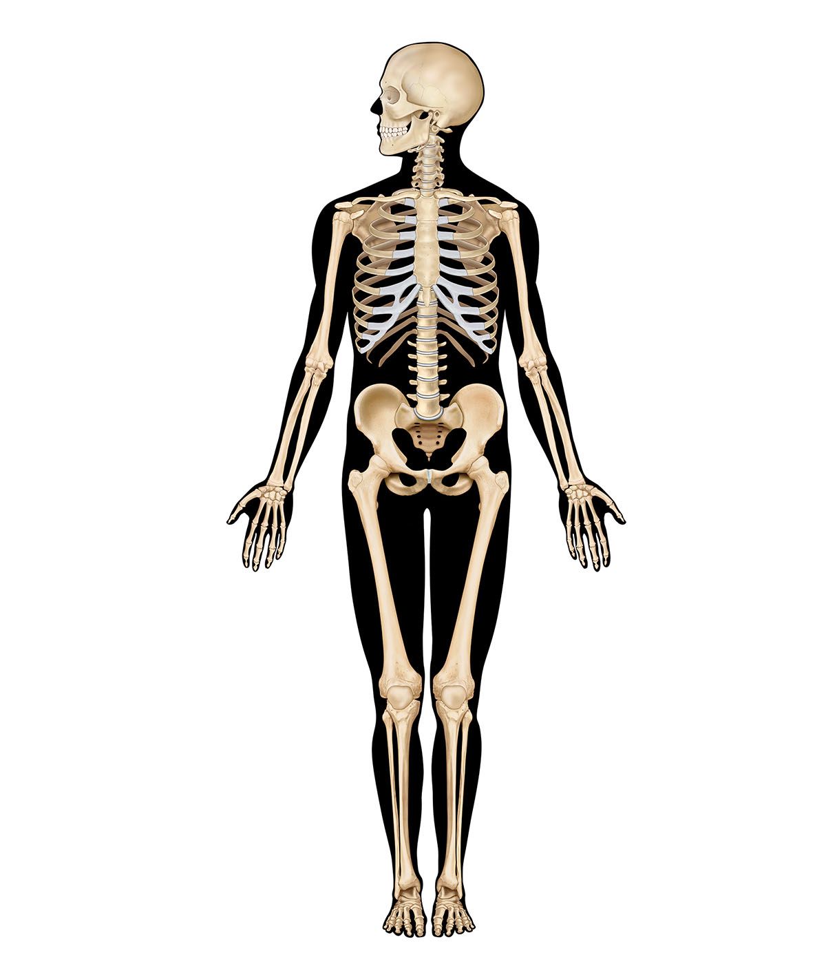 picture of skeletons