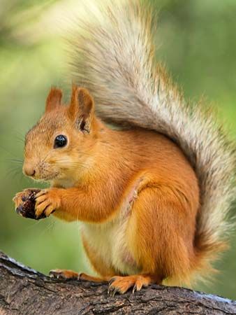 picture of squirrels