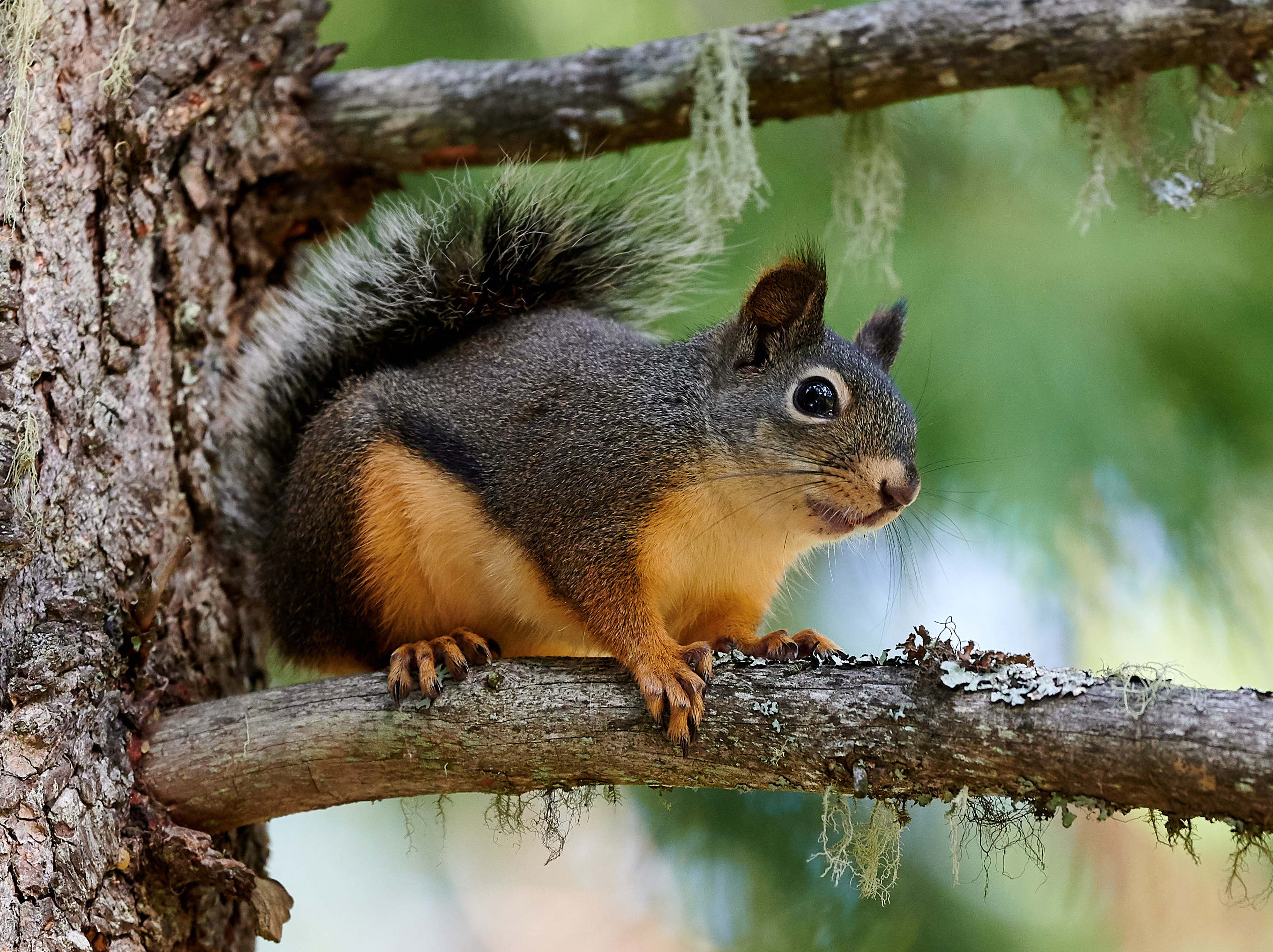picture of squirrels