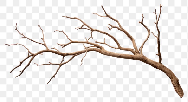 picture of tree branches