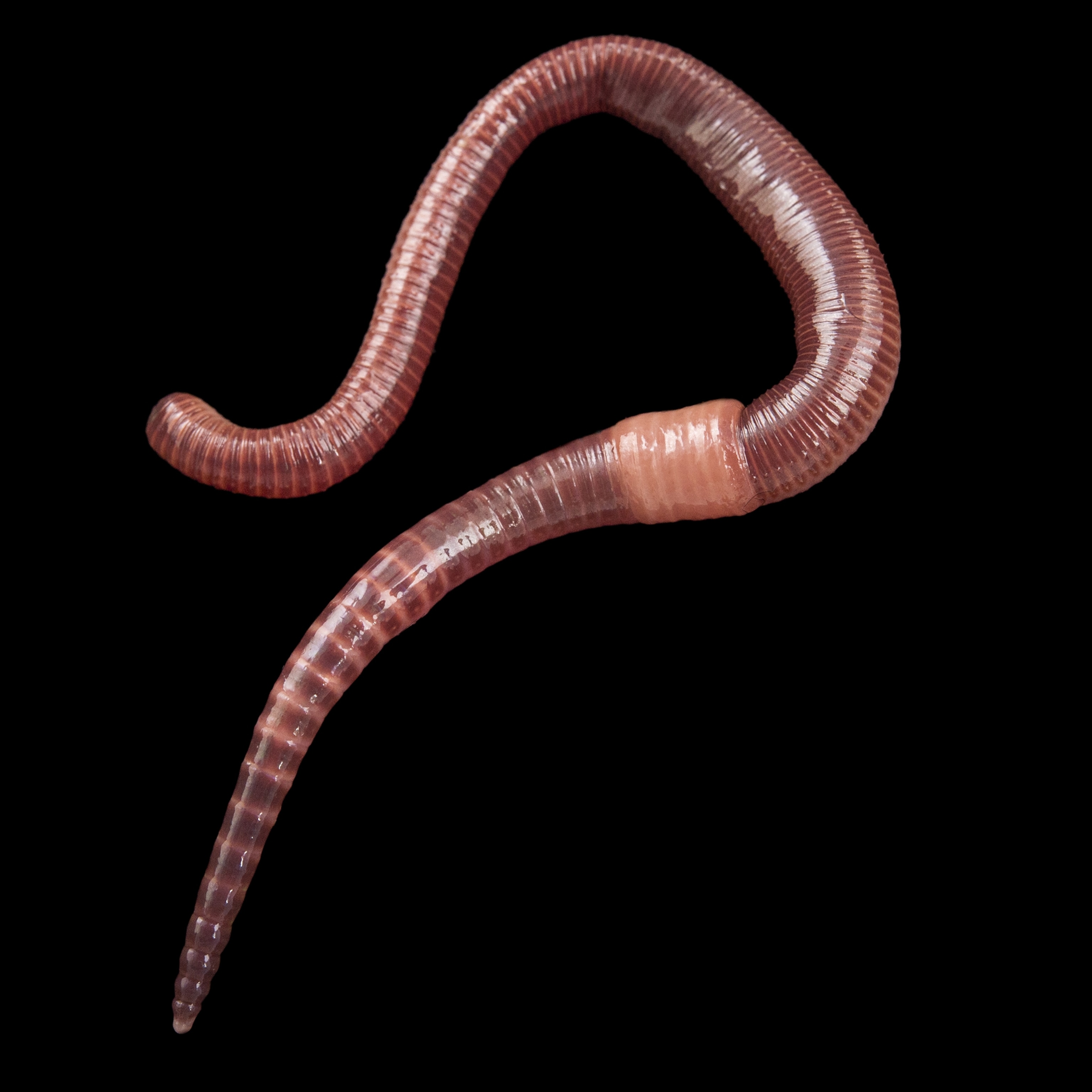 picture of worm