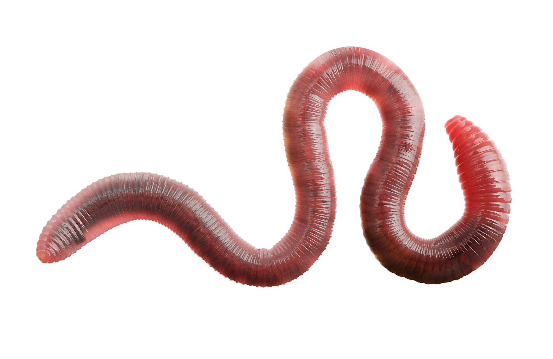picture of worm