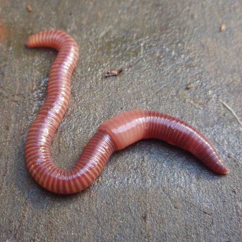 picture of worm