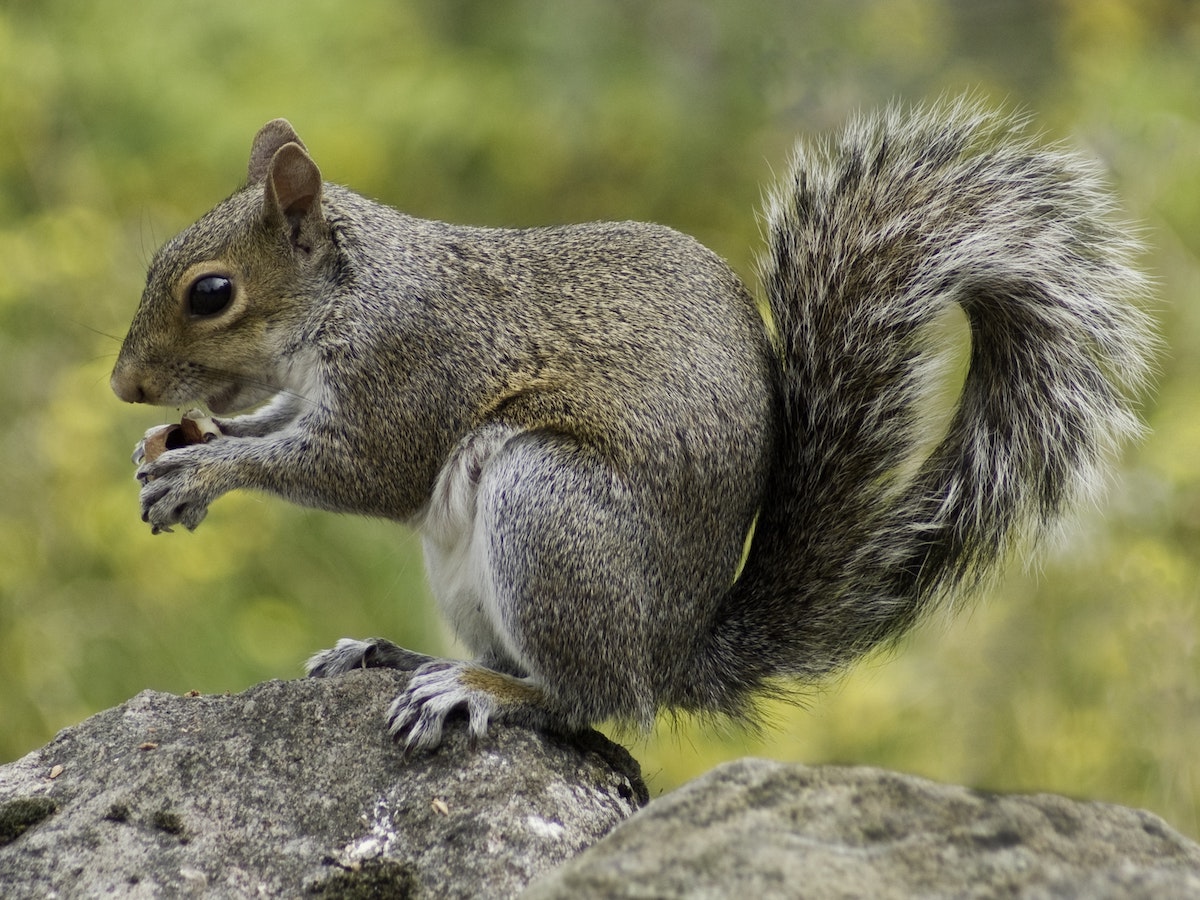 Squirrel - Operation Wildlife