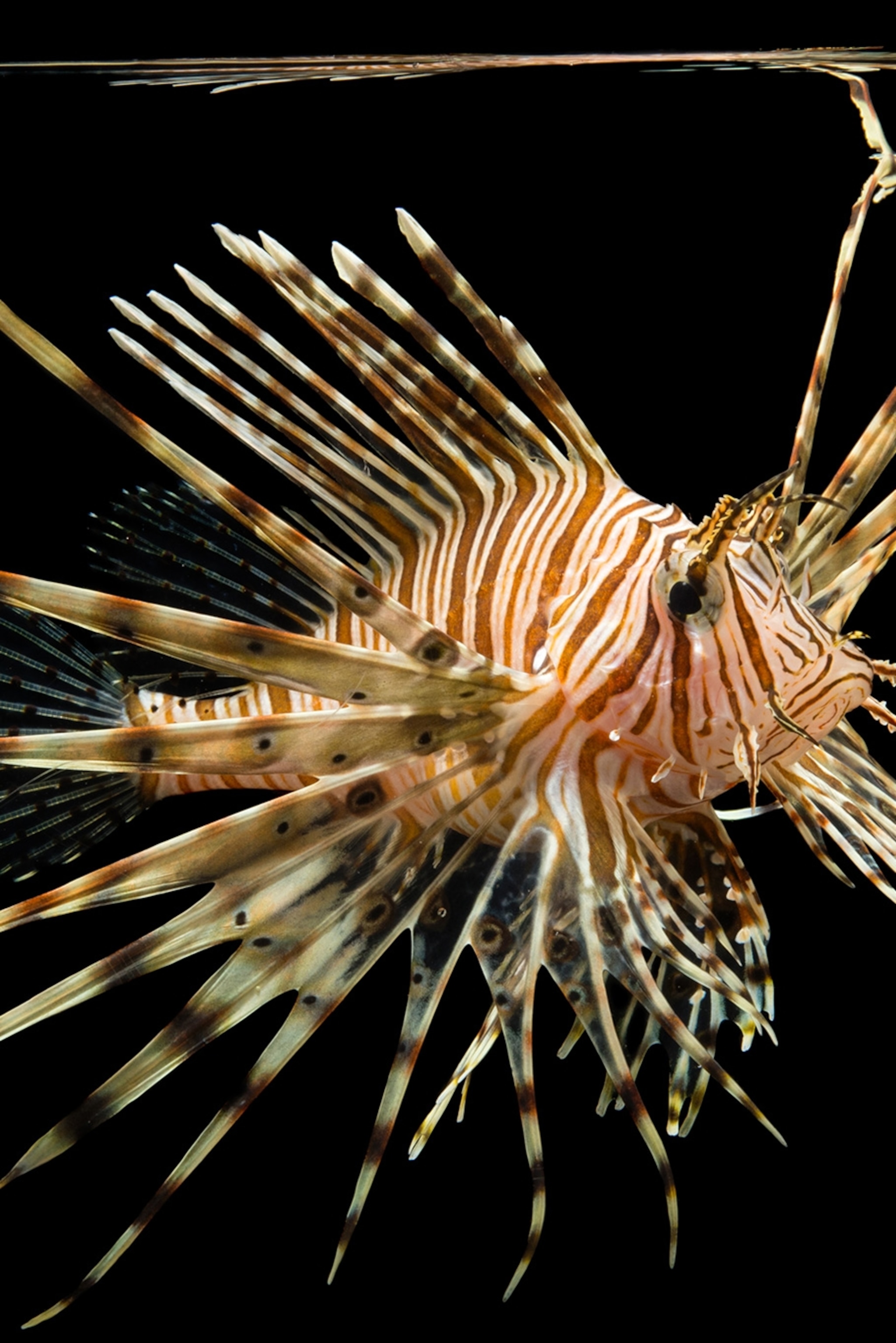 Fish Pictures &amp; Facts