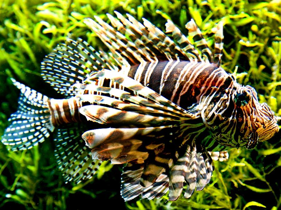 10 of the Worlds Most Dangerous Fish | Britannica