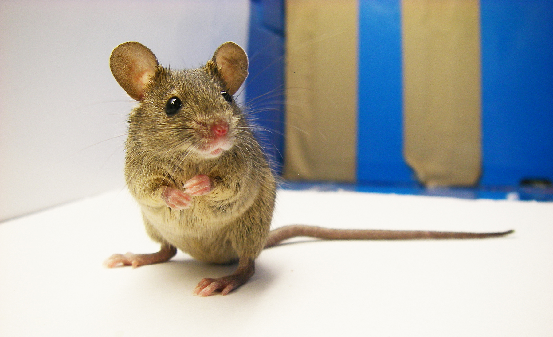 Unravelling the diversity of the wild house mouse | Hokkaido ...