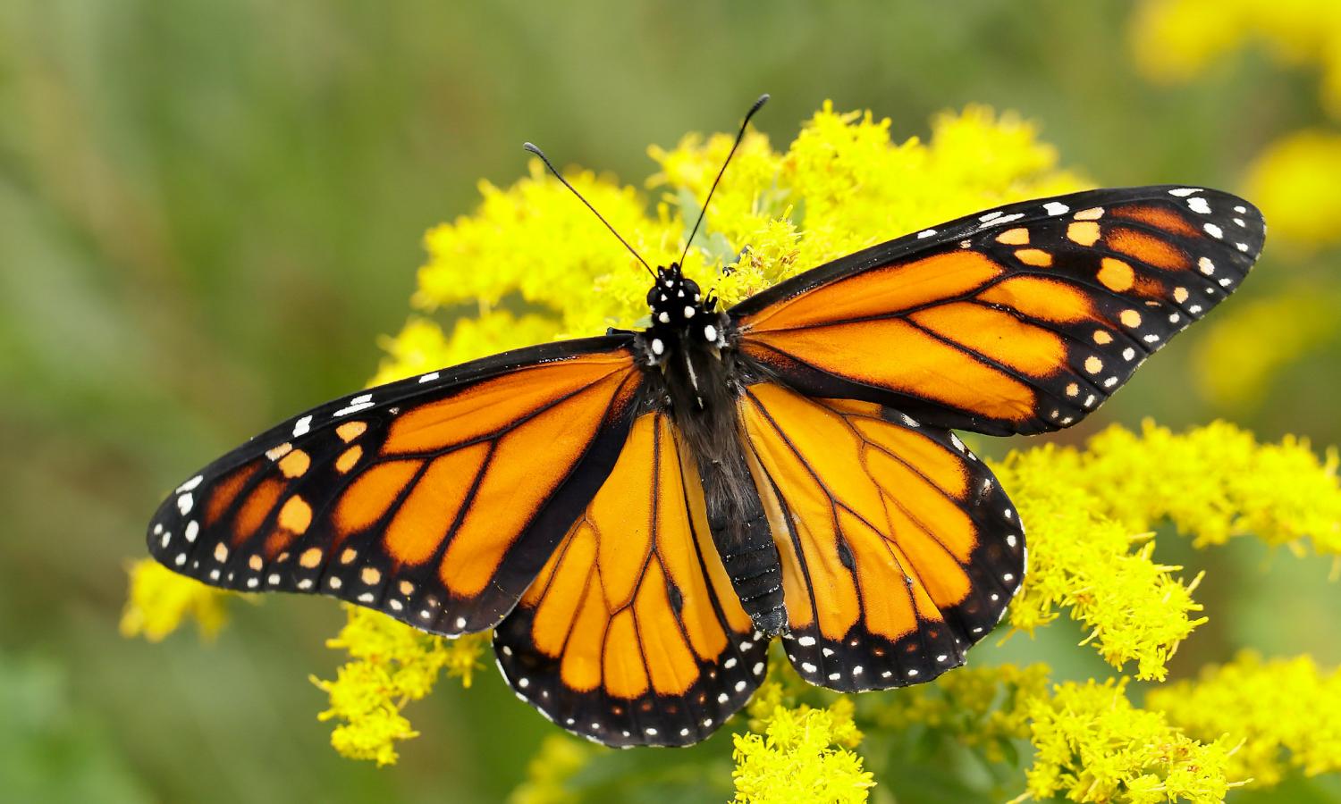 pictures of a butterfly