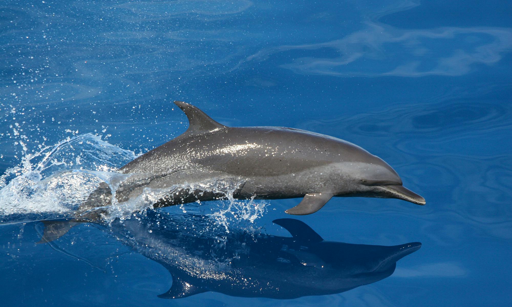 pictures of a dolphin