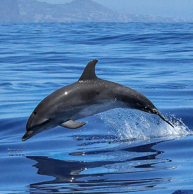 pictures of a dolphin