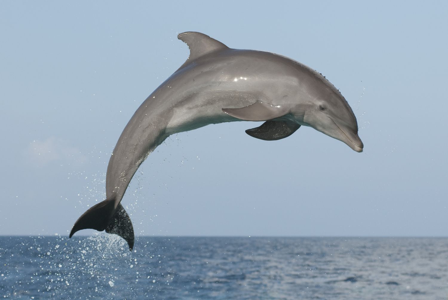 pictures of a dolphin