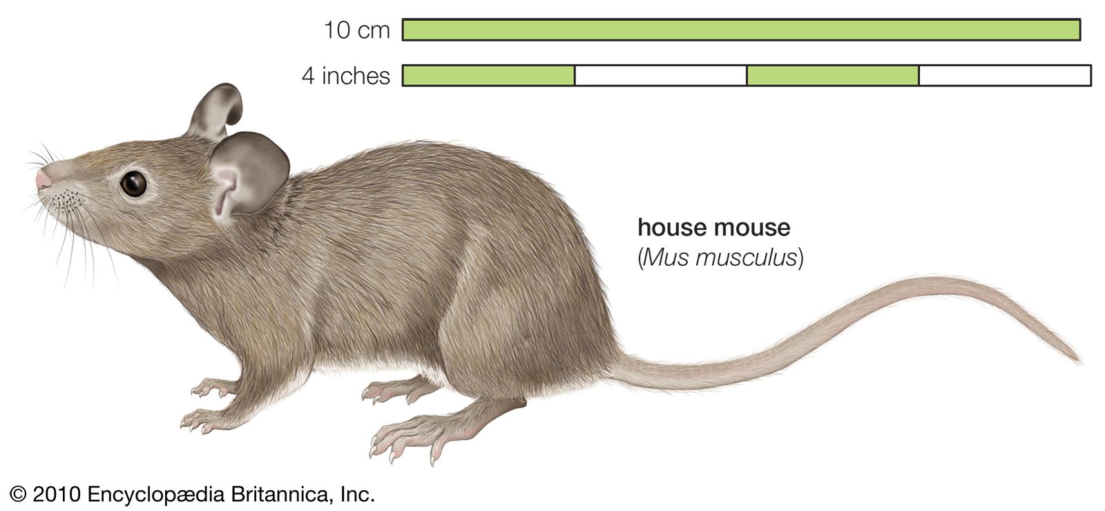 pictures of a mouse