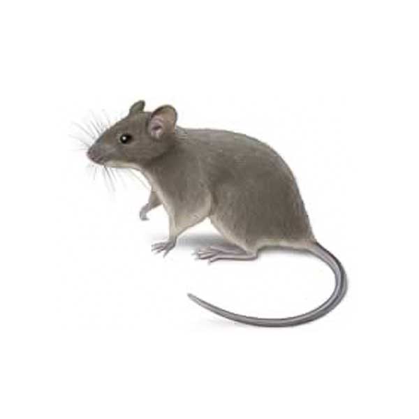 pictures of a mouse
