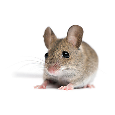 pictures of a mouse