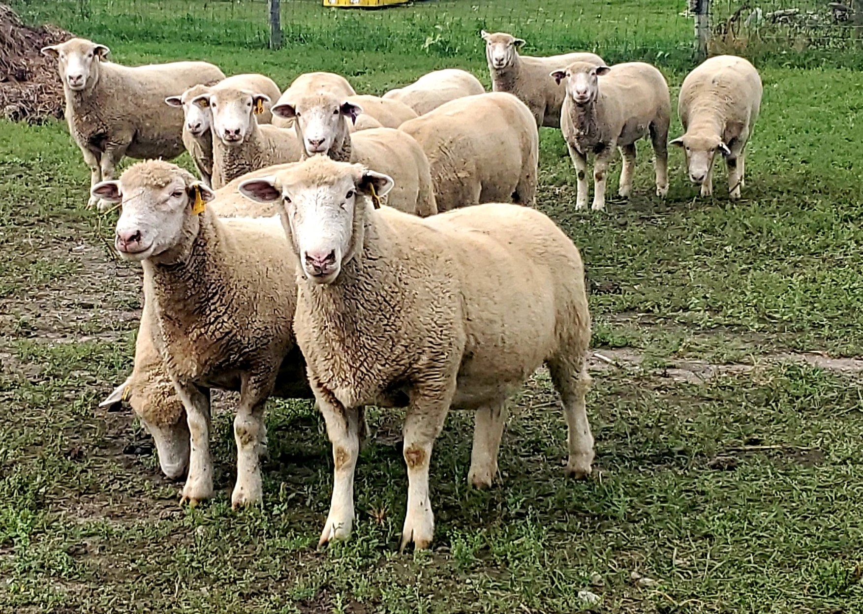 pictures of a sheep