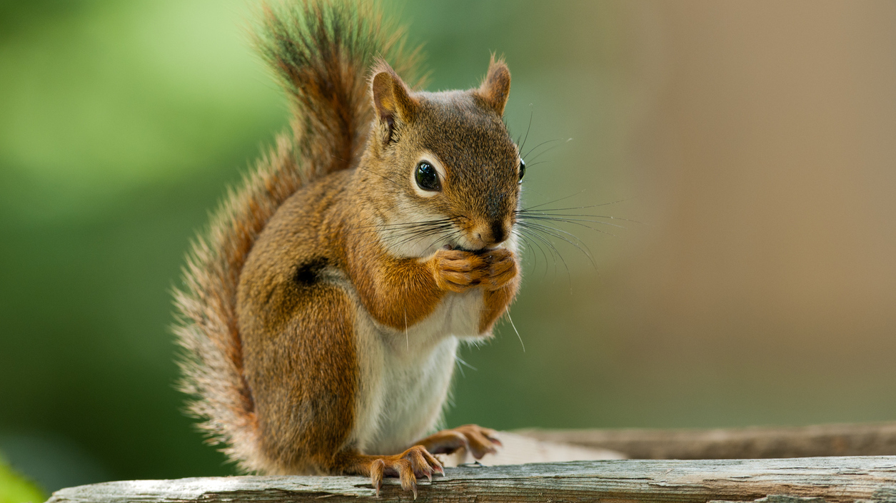 pictures of a squirrel