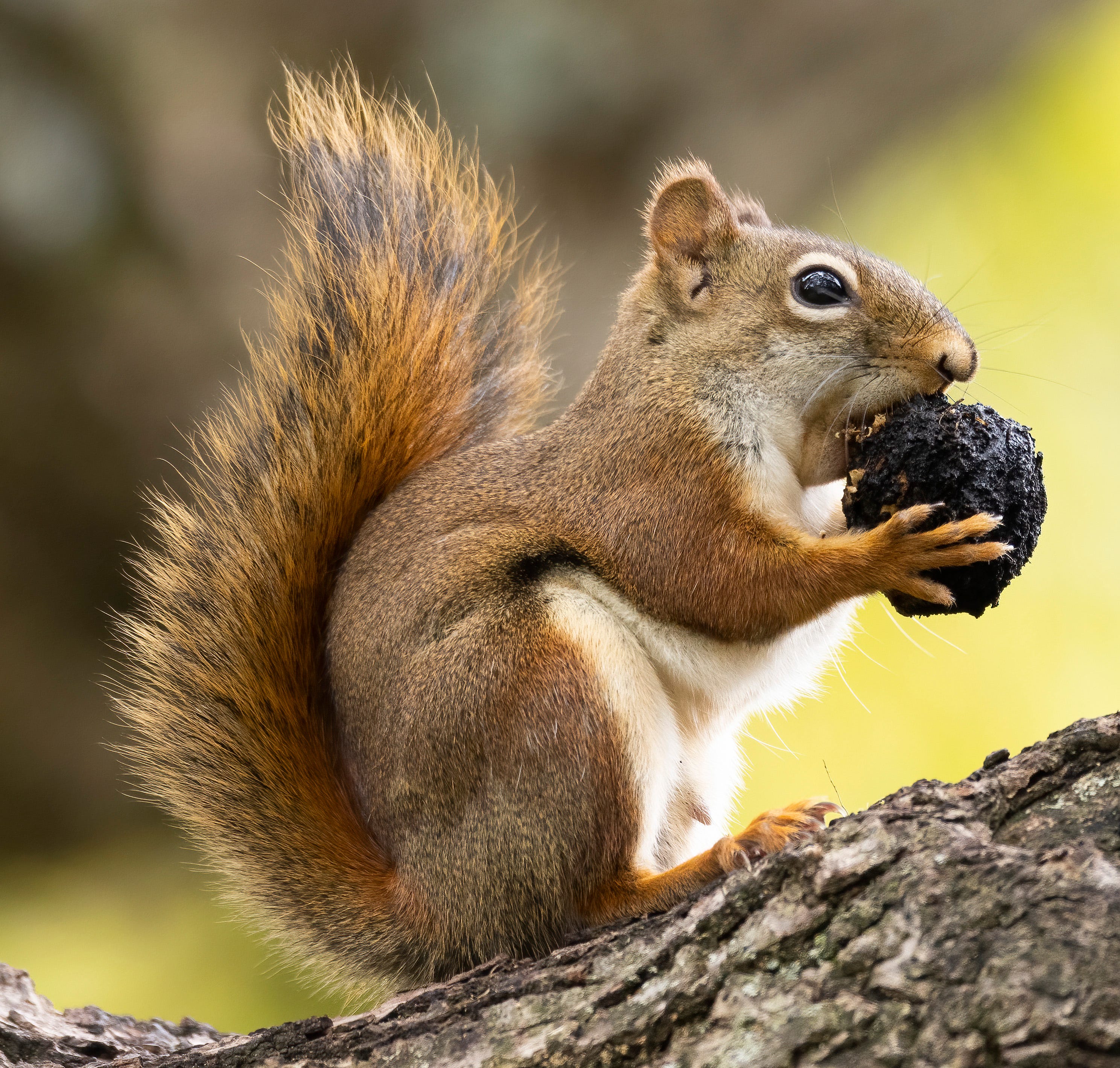 pictures of a squirrel